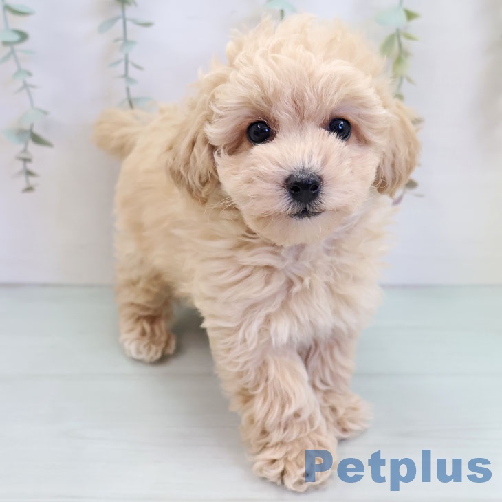 福岡県のトイプードル(トイ) (ペットプラス 八幡東店/2025年9月18日生まれ/男の子/クリーム)の子犬の2枚目の画像
