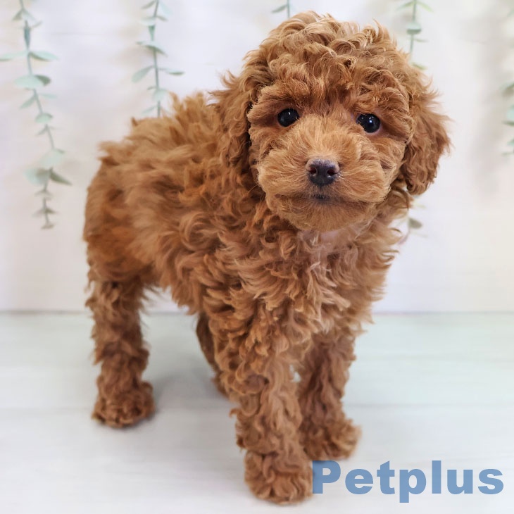 福岡県のトイプードル(トイ) (ペットプラス ららぽーと福岡店/2025年9月16日生まれ/男の子/レッド)の子犬の1枚目の画像