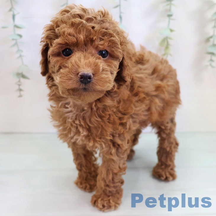 福岡県のトイプードル(トイ) (ペットプラス ららぽーと福岡店/2025年9月16日生まれ/男の子/レッド)の子犬の2枚目の画像