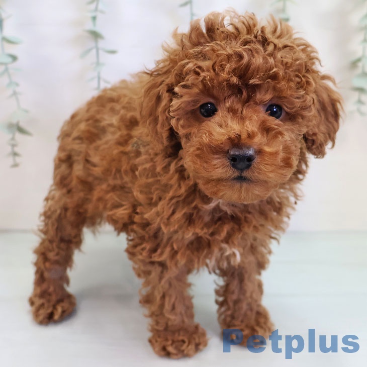 福岡県のトイプードル(トイ) (ペットプラス 小倉南店/2025年9月16日生まれ/男の子/レッド)の子犬の1枚目の画像