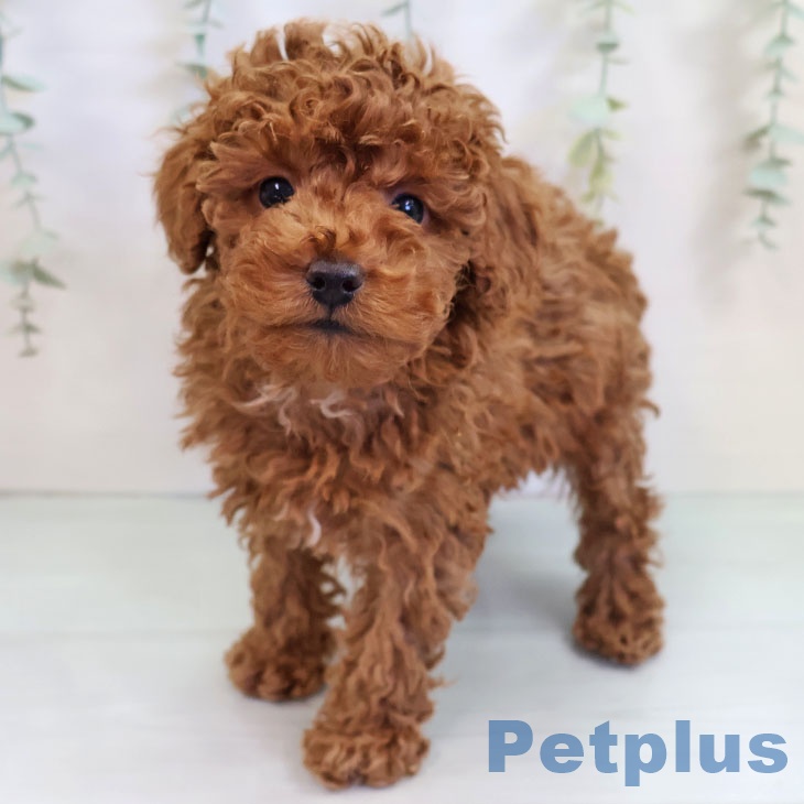 福岡県のトイプードル(トイ) (ペットプラス 小倉南店/2025年9月16日生まれ/男の子/レッド)の子犬の2枚目の画像