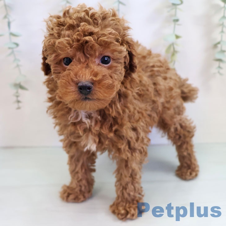 沖縄県のトイプードル(トイ) (ペットプラス 沖縄ライカム店/2025年9月16日生まれ/男の子/レッド)の子犬の1枚目の画像