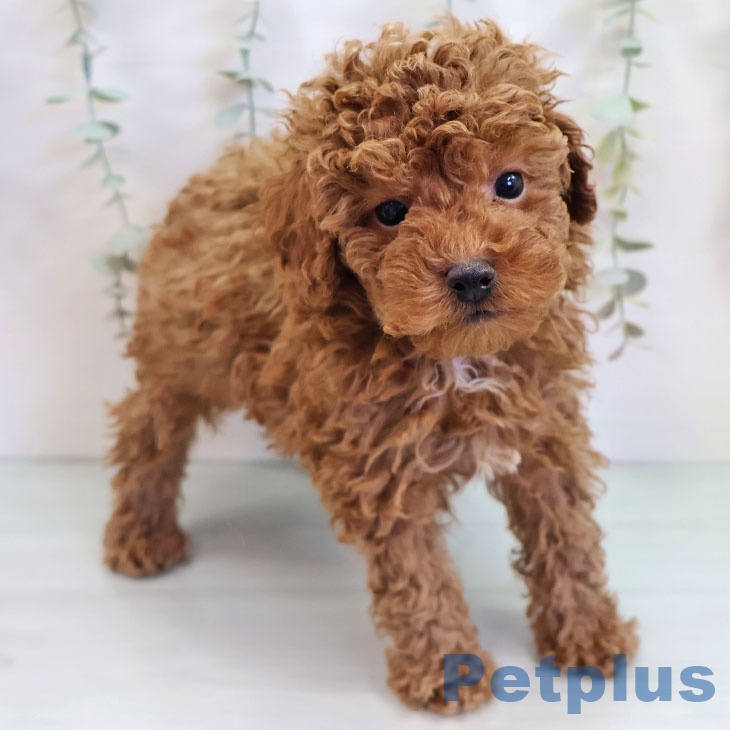 沖縄県のトイプードル(トイ) (ペットプラス 沖縄ライカム店/2025年9月16日生まれ/男の子/レッド)の子犬の2枚目の画像