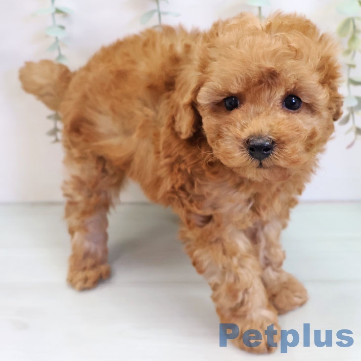 鹿児島県のトイプードル(トイ) (ペットプラス 姶良店/2025年9月18日生まれ/男の子/アプリコット)の子犬の1枚目の画像