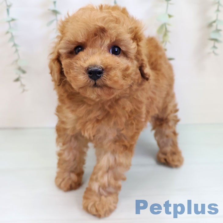 鹿児島県のトイプードル(トイ) (ペットプラス 姶良店/2025年9月18日生まれ/男の子/アプリコット)の子犬の2枚目の画像