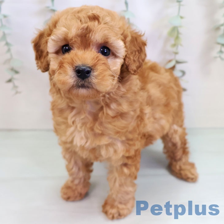 福岡県のトイプードル(トイ) (ペットプラス 福岡伊都店/2025年9月18日生まれ/女の子/アプリコット)の子犬の1枚目の画像