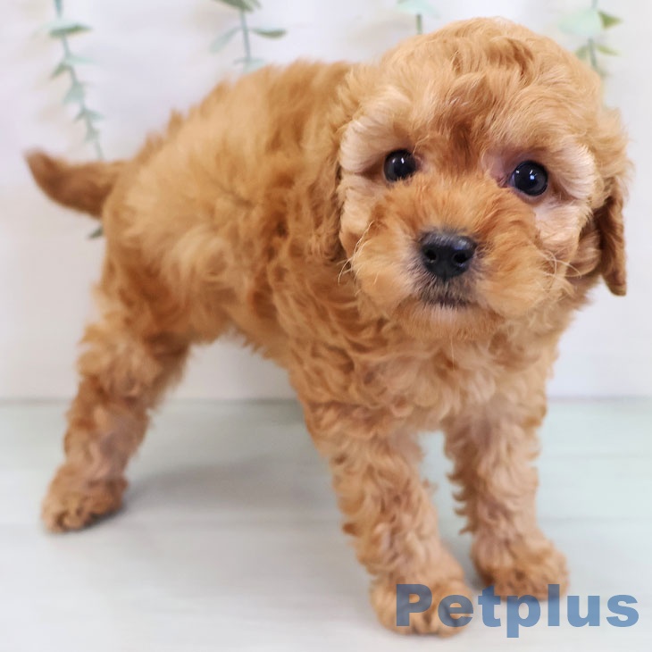 福岡県のトイプードル(トイ) (ペットプラス 福岡伊都店/2025年9月18日生まれ/女の子/アプリコット)の子犬の2枚目の画像