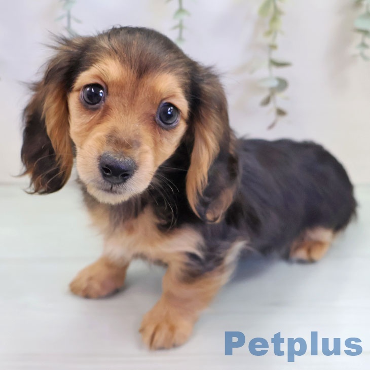 長崎県のミニチュアダックスフンド(ロング) (ペットプラス 長崎店/2025年9月14日生まれ/女の子/ブラックタン)の子犬の1枚目の画像