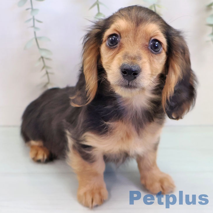 長崎県のミニチュアダックスフンド(ロング) (ペットプラス 長崎店/2025年9月14日生まれ/女の子/ブラックタン)の子犬の2枚目の画像