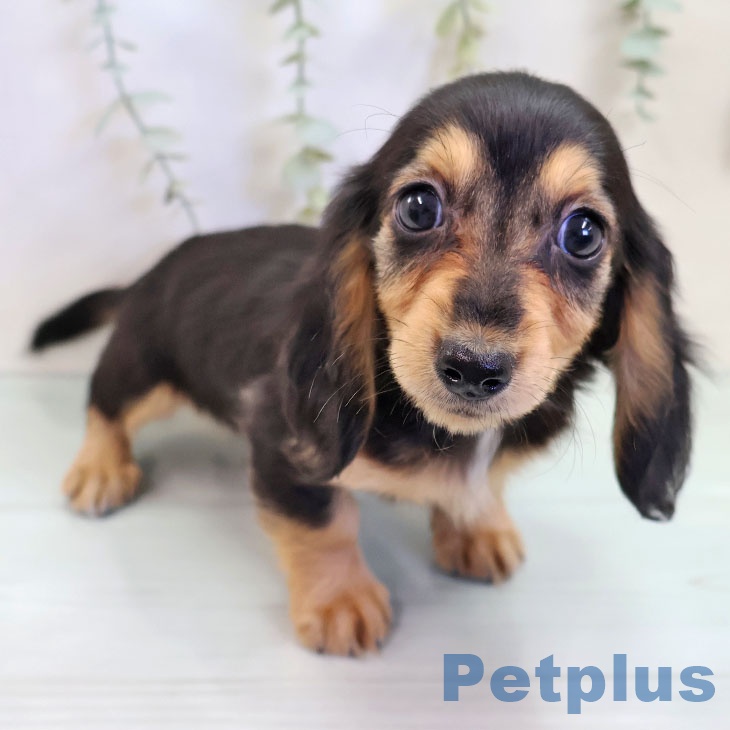 鹿児島県のミニチュアダックスフンド(ロング) (ペットプラス 姶良店/2025年9月14日生まれ/女の子/ブラックタン)の子犬の1枚目の画像
