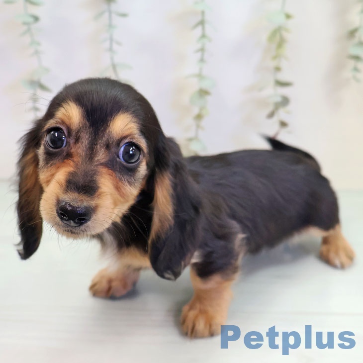 鹿児島県のミニチュアダックスフンド(ロング) (ペットプラス 姶良店/2025年9月14日生まれ/女の子/ブラックタン)の子犬の2枚目の画像