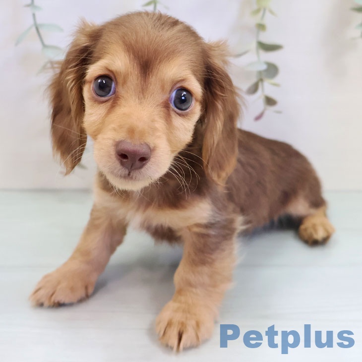 ミニチュア・ダックスフンドの写真1