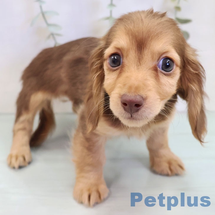 ミニチュア・ダックスフンドの写真2