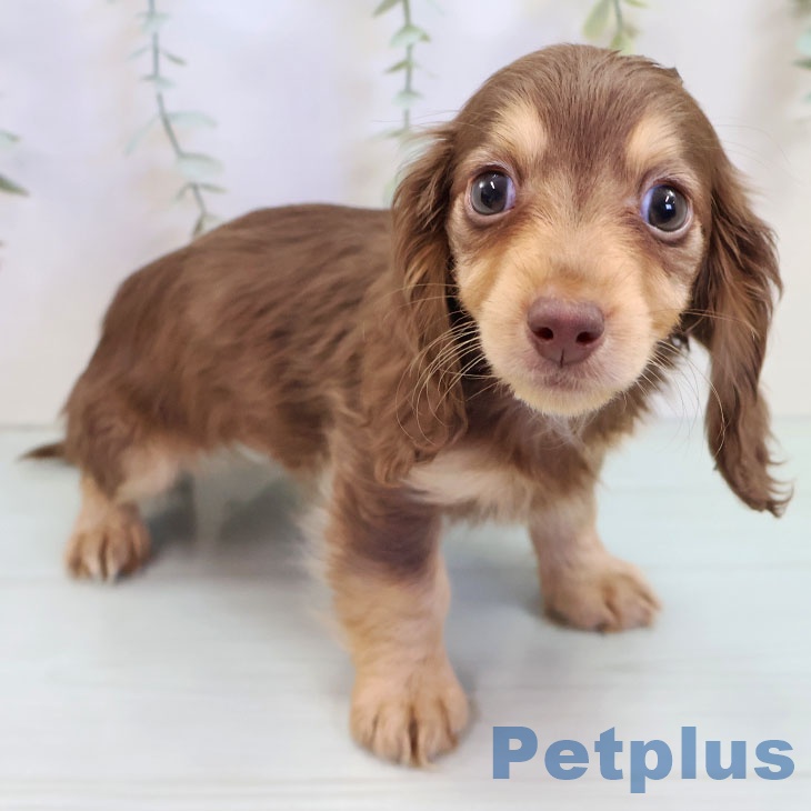 東京都のミニチュアダックスフンド(ロング) (ペットプラス 日の出店/2025年9月14日生まれ/男の子/チョコレートタン)の子犬の1枚目の画像