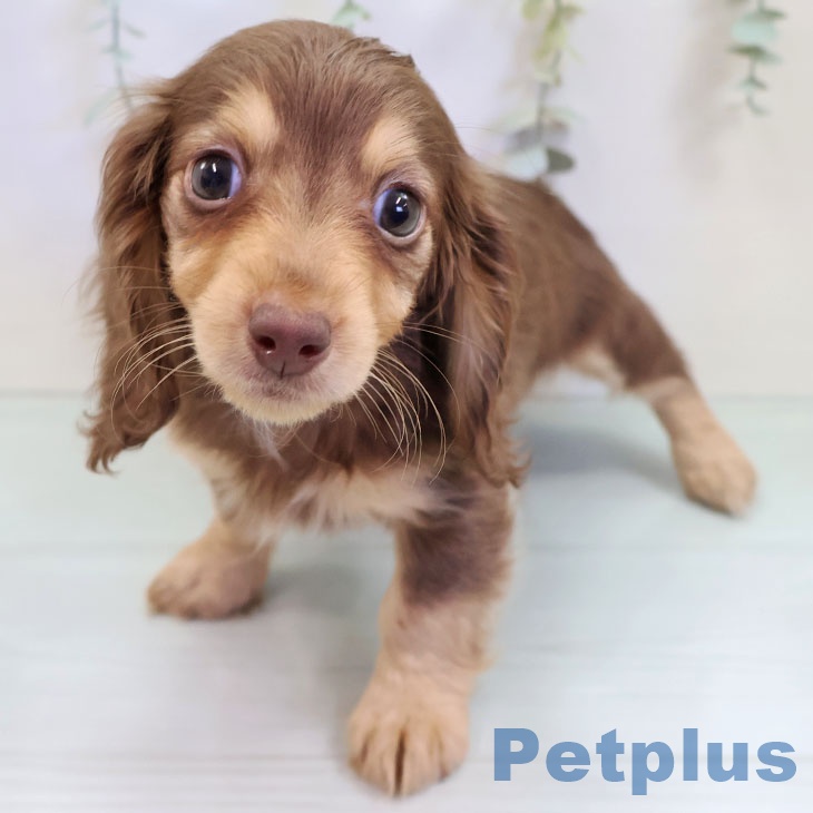 東京都のミニチュアダックスフンド(ロング) (ペットプラス 日の出店/2025年9月14日生まれ/男の子/チョコレートタン)の子犬の2枚目の画像