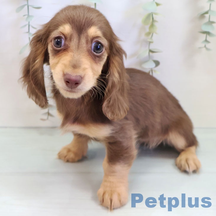 長崎県のミニチュアダックスフンド(ロング) (ペットプラス 長崎店/2025年9月14日生まれ/女の子/チョコレートタン)の子犬の1枚目の画像