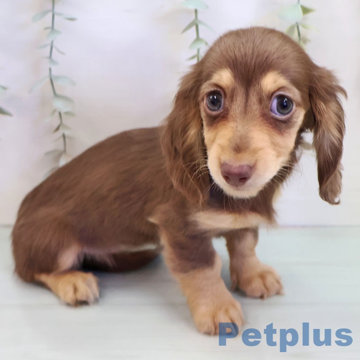 長崎県のミニチュアダックスフンド(ロング) (ペットプラス 長崎店/2025年9月14日生まれ/女の子/チョコレートタン)の子犬の2枚目の画像