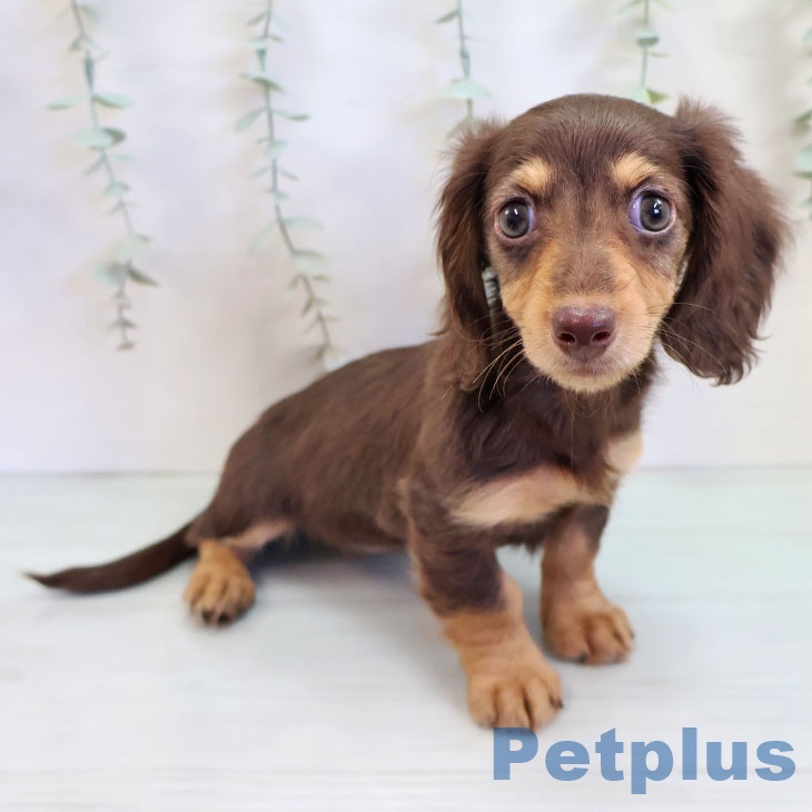 ミニチュア・ダックスフンドの写真2