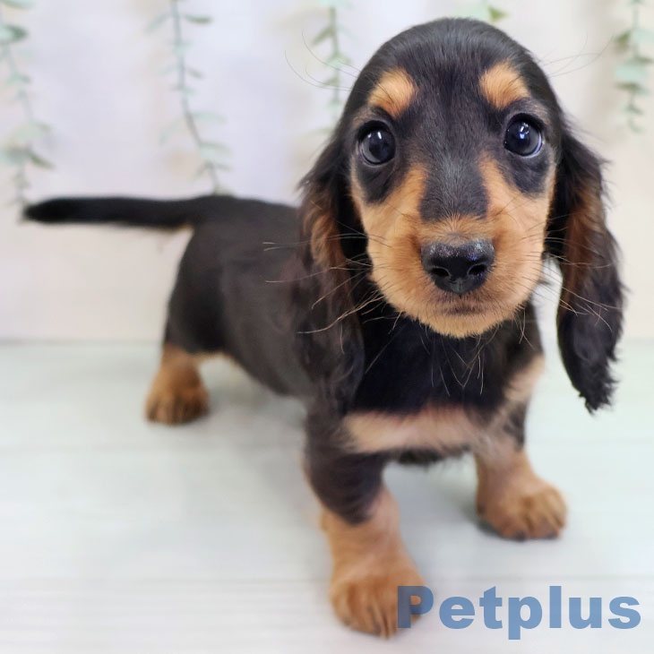 山梨県のミニチュアダックスフンド(ロング) (ペットプラス 甲府昭和店/2025年9月15日生まれ/男の子/ブラックタン)の子犬の1枚目の画像