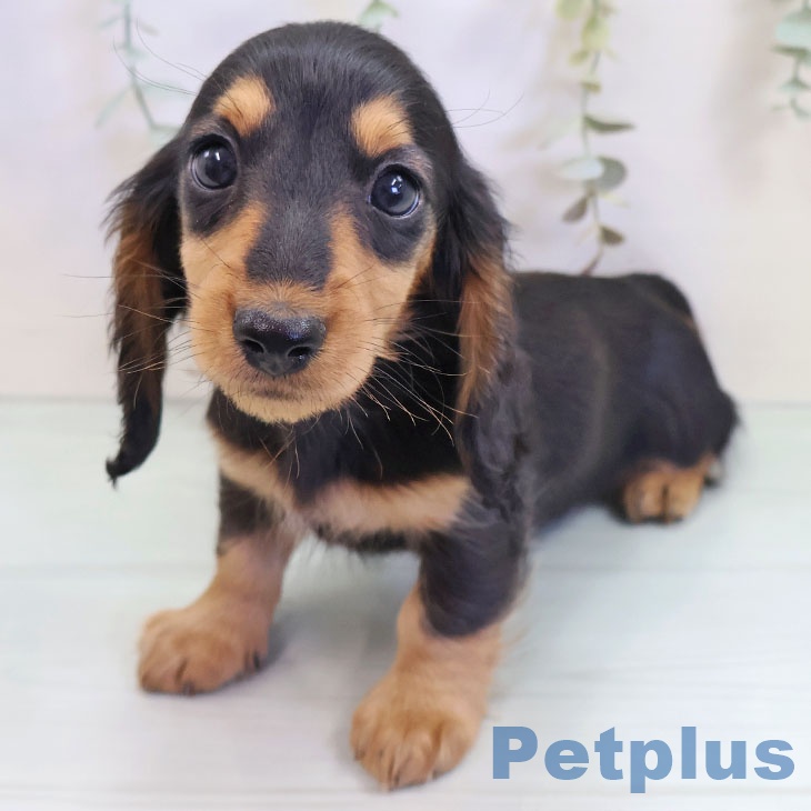山梨県のミニチュアダックスフンド(ロング) (ペットプラス 甲府昭和店/2025年9月15日生まれ/男の子/ブラックタン)の子犬の2枚目の画像