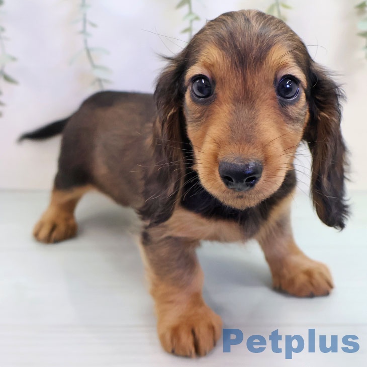 埼玉県のミニチュアダックスフンド(ロング) (ペットプラス 上尾店/2025年9月15日生まれ/男の子/レッド)の子犬