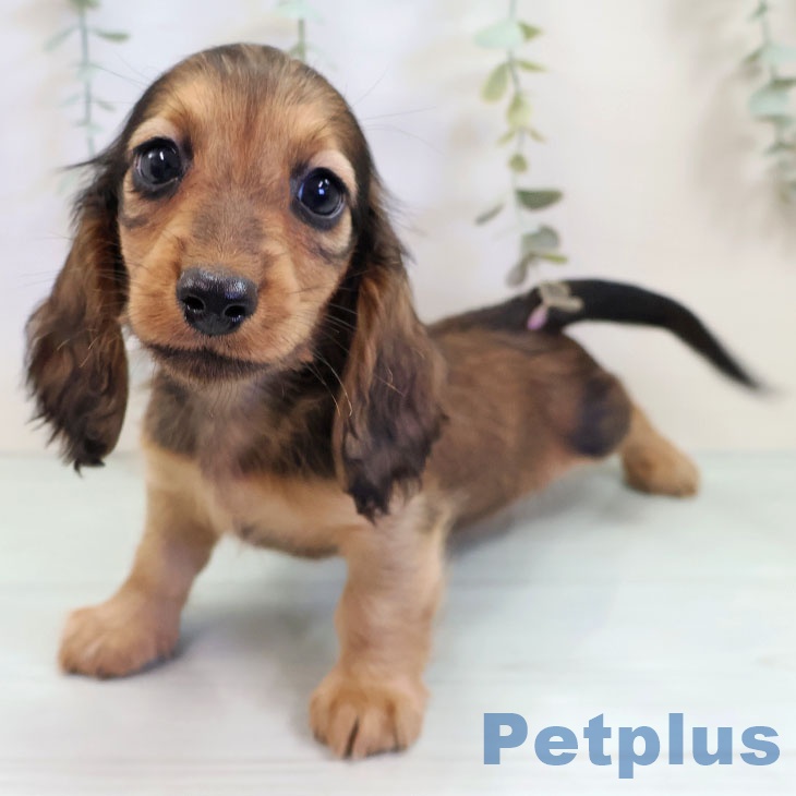 千葉県のミニチュアダックスフンド(ロング) (ペットプラス 八千代緑が丘店/2025年9月15日生まれ/男の子/レッド)の子犬の1枚目の画像