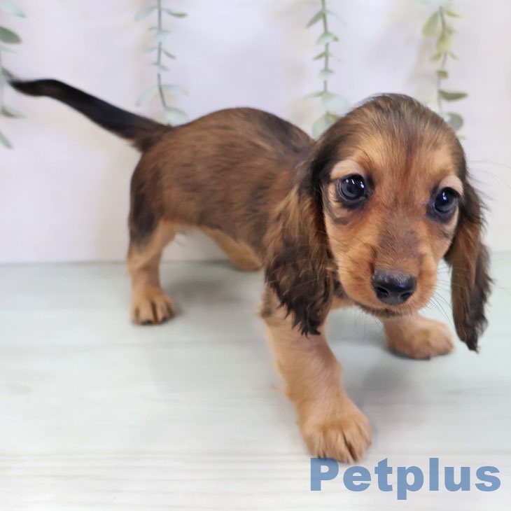 千葉県のミニチュアダックスフンド(ロング) (ペットプラス 八千代緑が丘店/2025年9月15日生まれ/男の子/レッド)の子犬の2枚目の画像