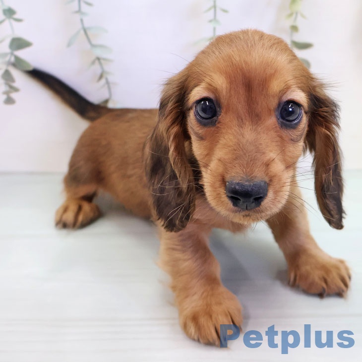 福岡県のミニチュアダックスフンド(ロング) (ペットプラス ららぽーと福岡店/2025年9月15日生まれ/男の子/レッド)の子犬の1枚目の画像