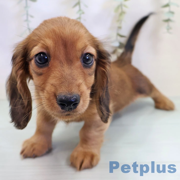 福岡県のミニチュアダックスフンド(ロング) (ペットプラス ららぽーと福岡店/2025年9月15日生まれ/男の子/レッド)の子犬の2枚目の画像
