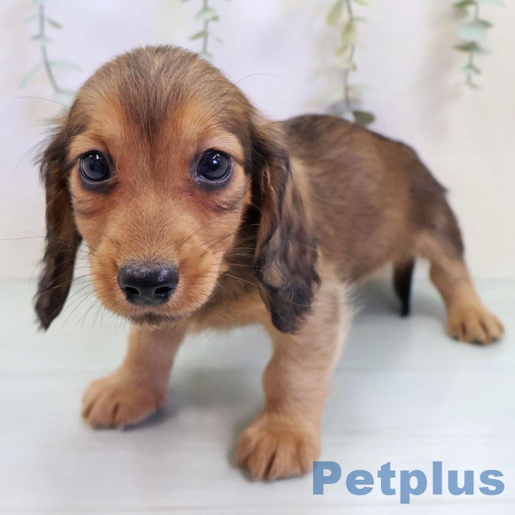 埼玉県のミニチュアダックスフンド(ロング) (ペットプラス コクーンシティ店/2025年9月15日生まれ/男の子/レッド)の子犬