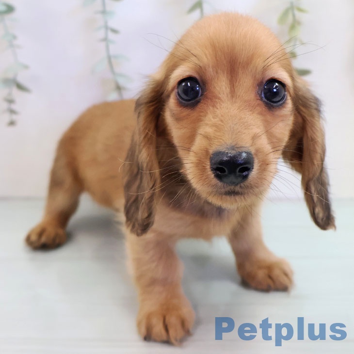 岩手県のミニチュアダックスフンド(ロング) (ペットプラス 盛岡南店/2025年9月15日生まれ/男の子/レッド)の子犬の1枚目の画像