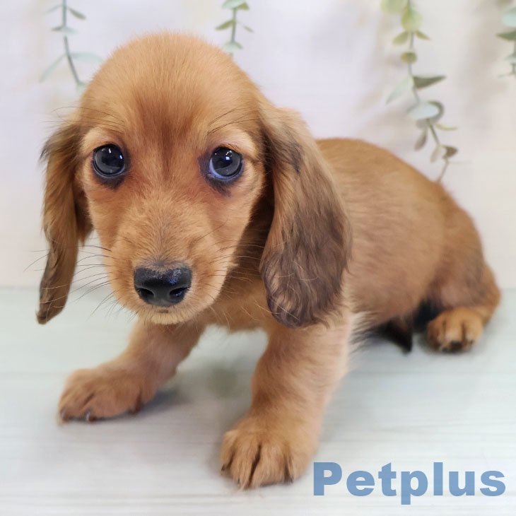 岩手県のミニチュアダックスフンド(ロング) (ペットプラス 盛岡南店/2025年9月15日生まれ/男の子/レッド)の子犬の2枚目の画像