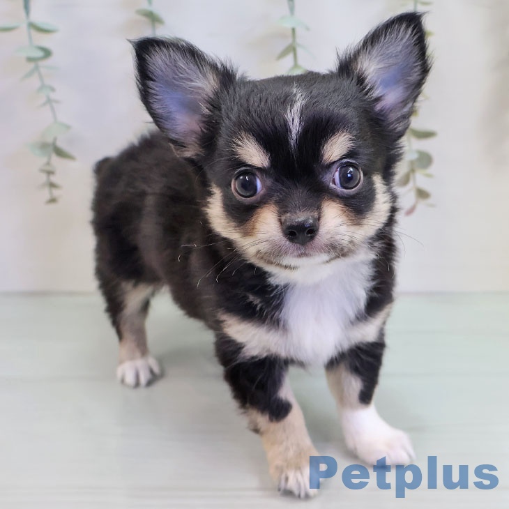 福岡県のチワワ(ロング) (ペットプラス 小倉南店/2025年9月18日生まれ/男の子/ブラックタンホワイト)の子犬の1枚目の画像