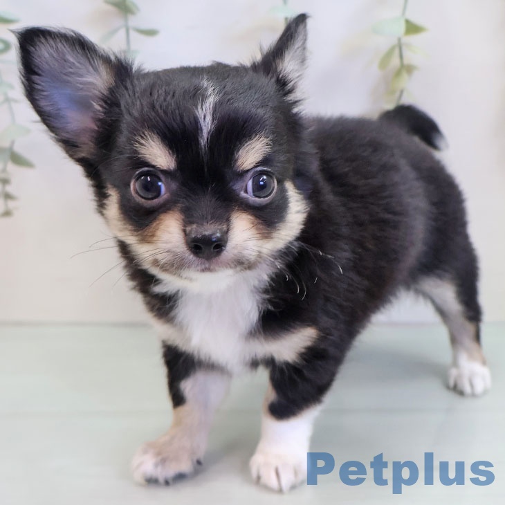 福岡県のチワワ(ロング) (ペットプラス 小倉南店/2025年9月18日生まれ/男の子/ブラックタンホワイト)の子犬の2枚目の画像