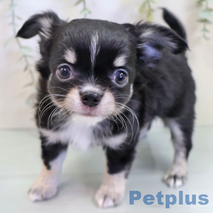 福岡県のチワワ(ロング) (ペットプラス 福岡店/2025年9月18日生まれ/男の子/ブラックタンホワイト)の子犬の1枚目の画像