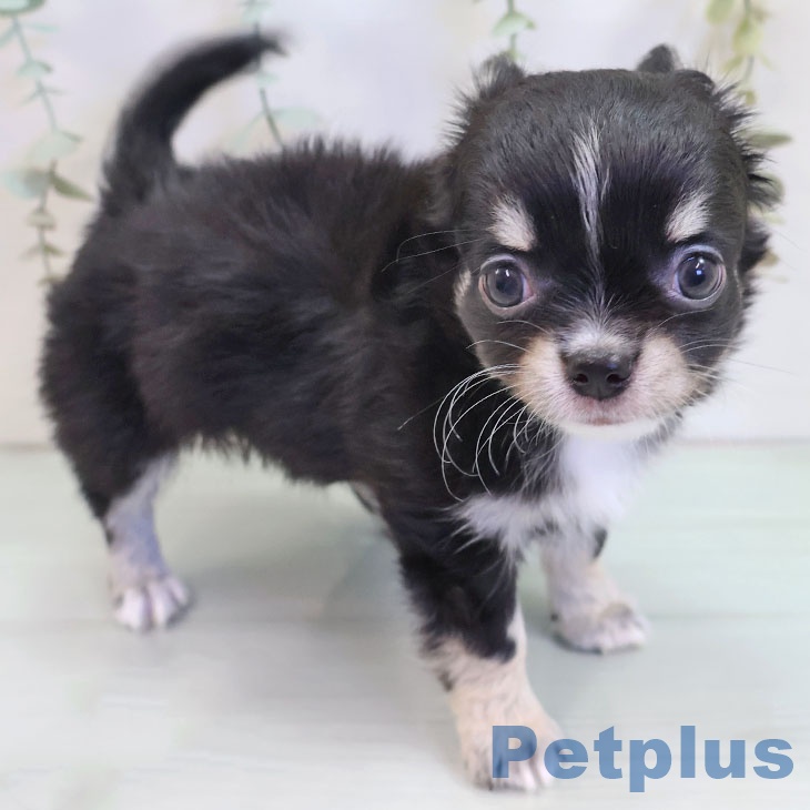 福岡県のチワワ(ロング) (ペットプラス 福岡店/2025年9月18日生まれ/男の子/ブラックタンホワイト)の子犬の2枚目の画像