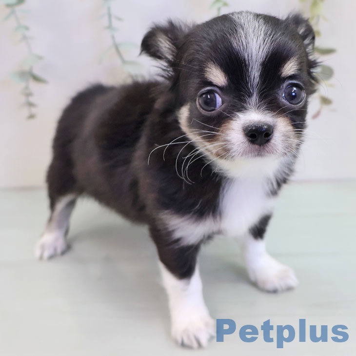 宮崎県のチワワ(ロング) (ペットプラス 宮崎店/2025年9月18日生まれ/女の子/ブラックタンホワイト)の子犬の1枚目の画像