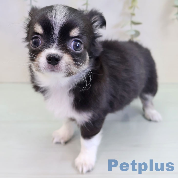 宮崎県のチワワ(ロング) (ペットプラス 宮崎店/2025年9月18日生まれ/女の子/ブラックタンホワイト)の子犬の2枚目の画像