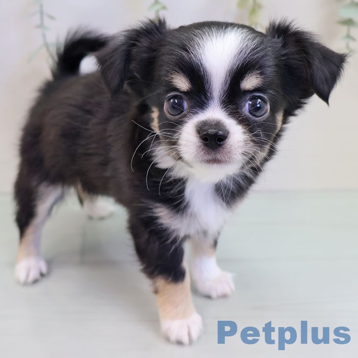 福岡県のチワワ(ロング) (ペットプラス 八幡東店/2025年9月18日生まれ/女の子/ブラックタンホワイト)の子犬の1枚目の画像