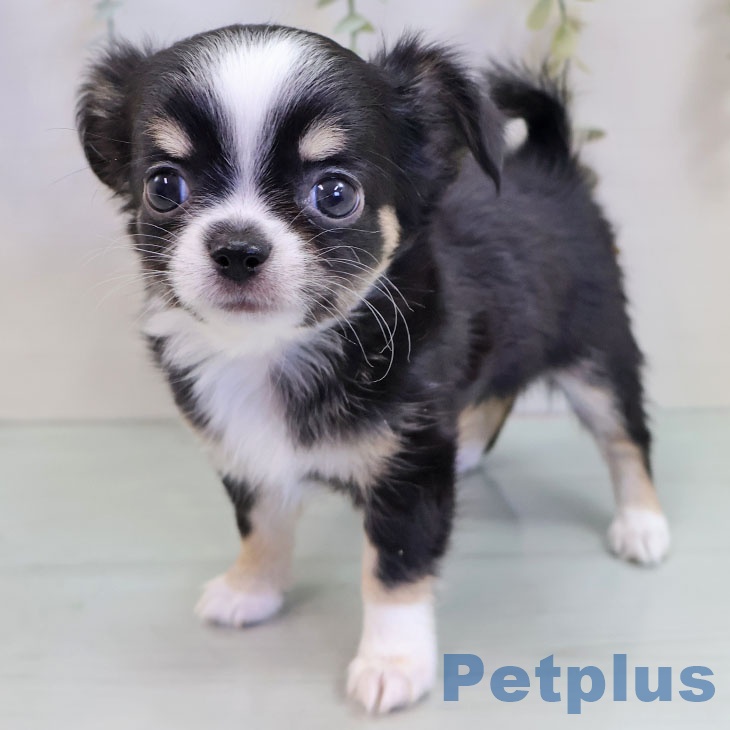 福岡県のチワワ(ロング) (ペットプラス 八幡東店/2025年9月18日生まれ/女の子/ブラックタンホワイト)の子犬の2枚目の画像