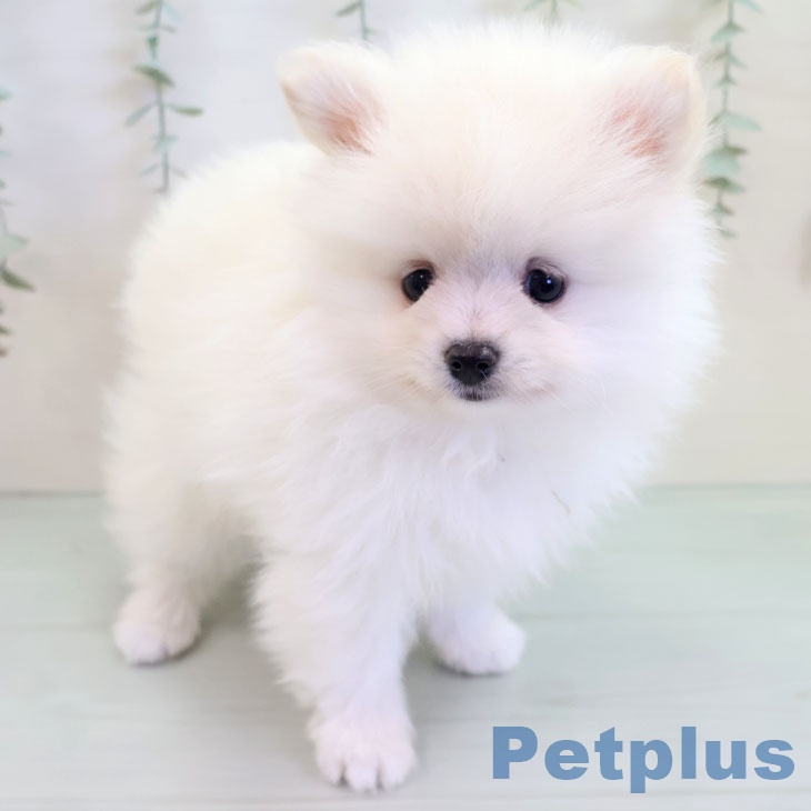 沖縄県のポメラニアン (ペットプラス 沖縄ライカム店/2025年9月17日生まれ/男の子/クリーム)の子犬の1枚目の画像