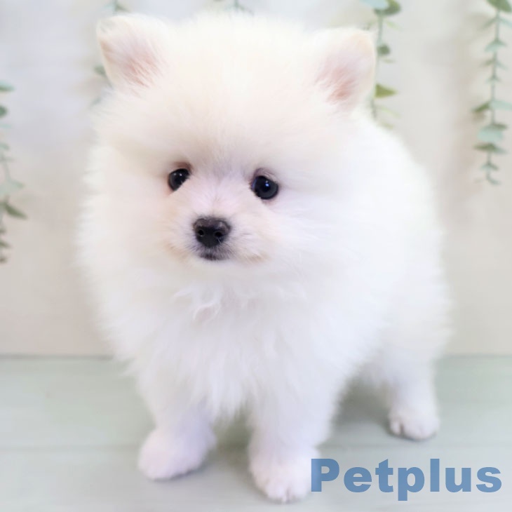 沖縄県のポメラニアン (ペットプラス 沖縄ライカム店/2025年9月17日生まれ/男の子/クリーム)の子犬の2枚目の画像