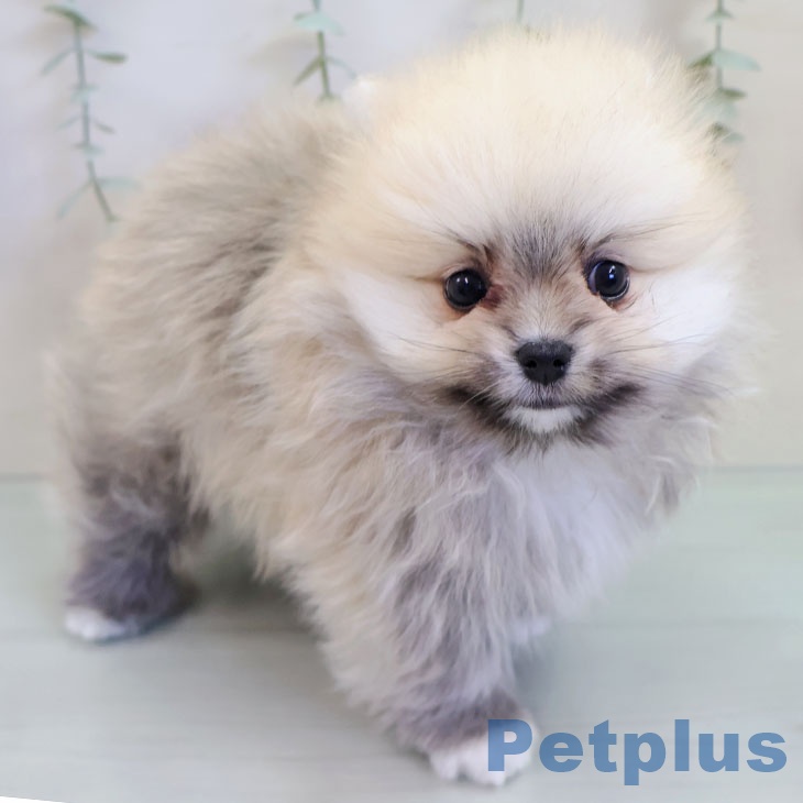 熊本県のポメラニアン (ペットプラス 熊本店/2025年9月17日生まれ/男の子/クリームセーブル)の子犬の1枚目の画像