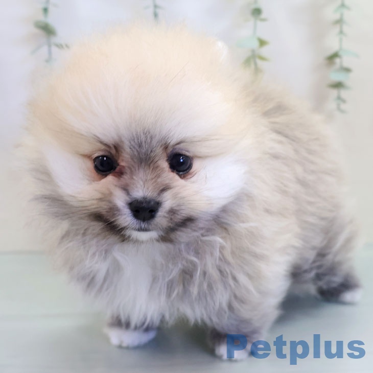 熊本県のポメラニアン (ペットプラス 熊本店/2025年9月17日生まれ/男の子/クリームセーブル)の子犬の2枚目の画像