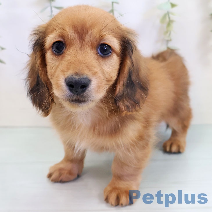 カニーンヘン・ダックスフンド