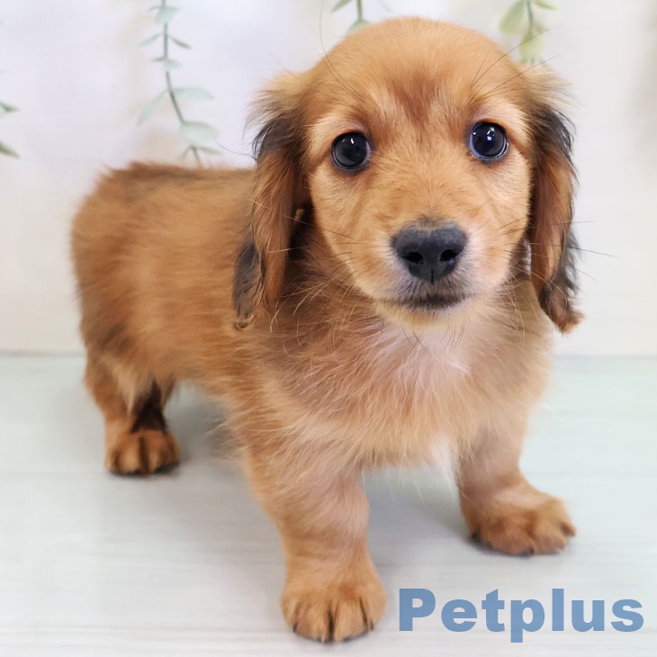 カニーンヘン・ダックスフンドの写真2