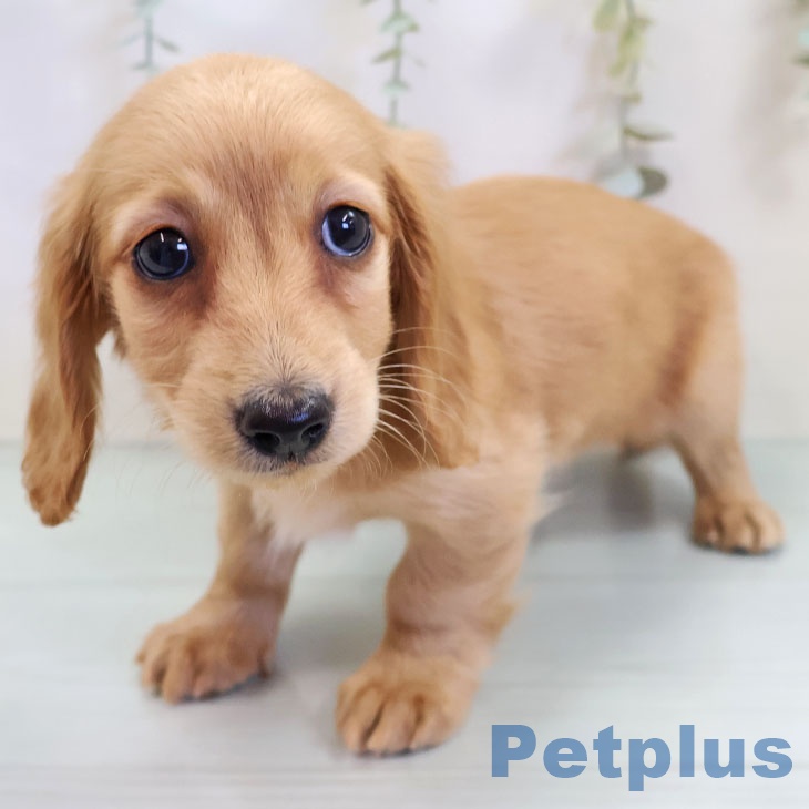 カニーンヘン・ダックスフンド