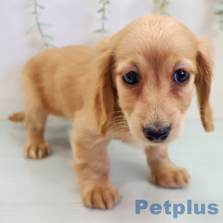 カニーンヘン・ダックスフンドの写真2