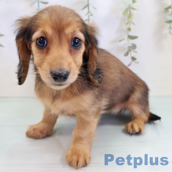 カニーンヘン・ダックスフンド