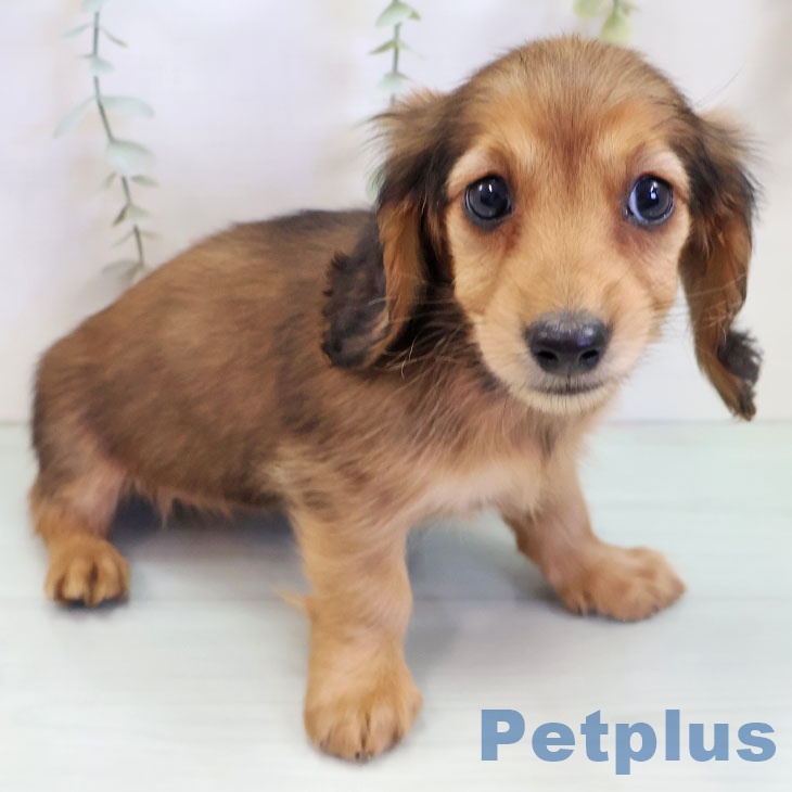 カニーンヘン・ダックスフンドの写真2